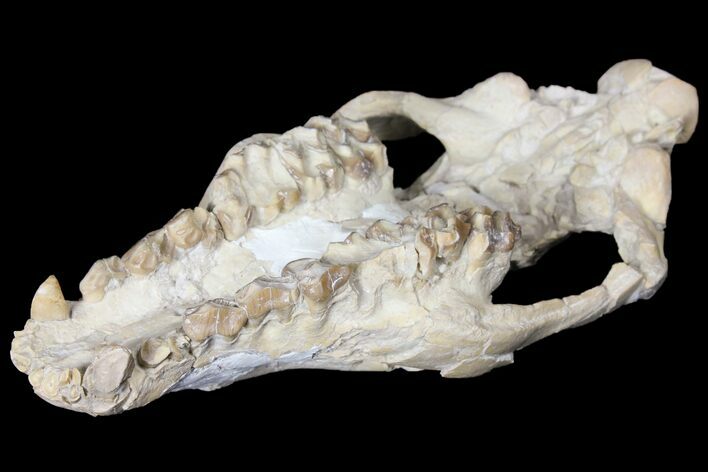 Oreodont (Merycoidodon) Partial Skull - Wyoming #123198